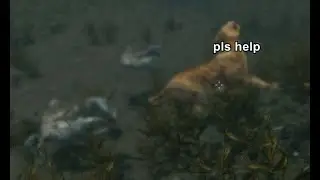 crabs don't mess around