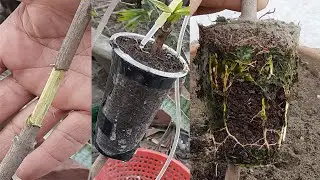 How to Jamrul tree(water apple) air layering