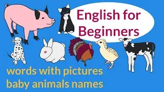Easy Animal English Vocabulary Illustrated  #english #ingles