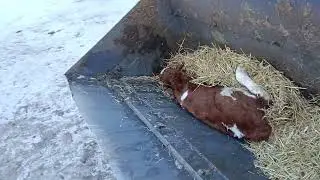 Корова идет на живца