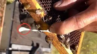 Why Are Your Bees Building Giant PEANUTS? The Truth Will Shock You 😱