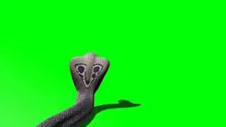 Snake 1 || Animals || Reptiles || Green Screen Videos