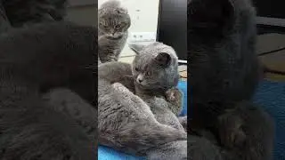 КОТ ОХРАНЯЕТ СВОЮ СЕМЬЮ! 