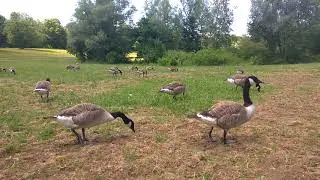 Дикие гуси . Гуси на лугу .