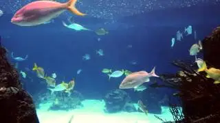Lumix G7 and Panasonic Leica DG Summilux 15mm f/1.7 at NYC Aquarium