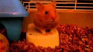 Cute scared hamster
