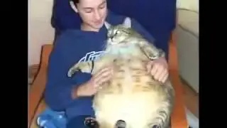 приколы с котами хаха смешно, сборник приколов с кошками, супер прикол с котом, приколы 2014