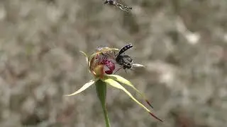 Pollination during feeding behaviour