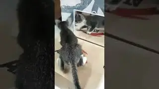 #wally#wondering#twin#kitten#asmr#shorts