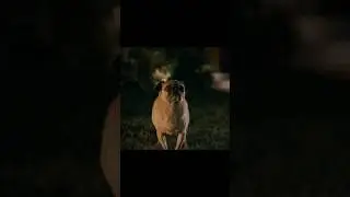 Задние лапы для кабеля
