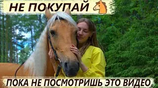 What you should know before BUYING a HORSE