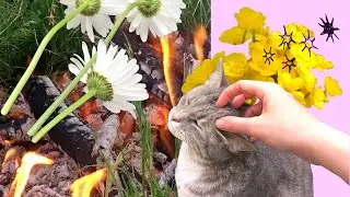 transience and introspection ⁽ᵛˡᵒᵍ⁾