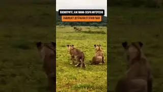 КАКАЯ УМНАЯ ЗЕБРА