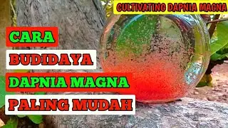 DAPNIA MAGNA CULTIVATION WITH GREEN WATER CATFISH || LITTLE CHILDREN CAN'T