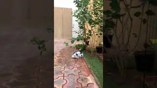 Bunny eating leaves 🍁