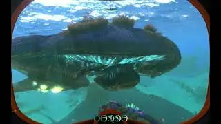 More ReefBacks the better.