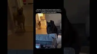 Чёрный кане-корсо осторожно подходит к новорождённому и аккуратно...