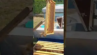 vrcanje meda
