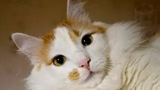Супер Внимательный Лучик и Жук!