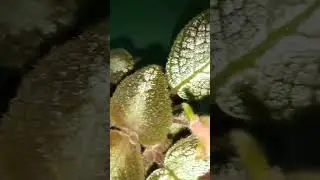 Эписция первое цветение после покупки