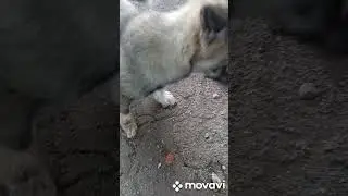 Джек наш уже подрос и всё у него хорошо👍👌😇