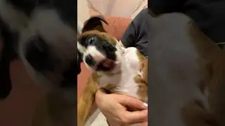 Очень злой немецкий боксер)