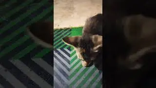cat #cute
