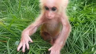 Baby monkeys go to the garden to play and look for food