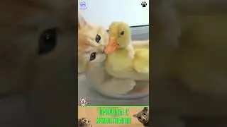 приколы с животными, нарезка , веселые коты и собаки  , кошки  