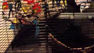 Rat Cam 87   Cage Setup Settling