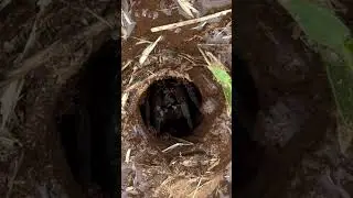 Is It Possible to Eat a Spider?