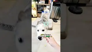 Pet My HUSKY To Giver Her a $10,000 Treat! 😱 #husky #dog #dogs #pets