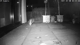 Badger in the garden!!