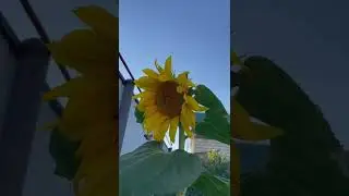 Күнбағыс өсіп тұрған