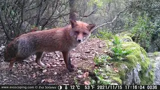 ZORRO ROJO (Vulpes vulpes) con HAPIMP PH770-8D