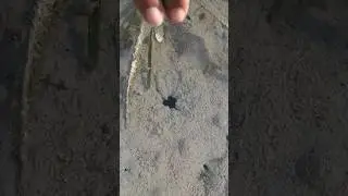 MENEMUKAN SARANG UDANG RAKSASA #623