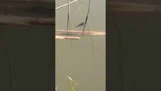 лягушка. малёк