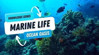 Ocean Oasis : Dive into Dazzling Marine Life (Relaxing Film)