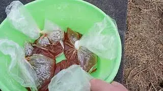 Боремся с Клещем (ВАРРОА)**Сироп для пчел Едрен Компот ,