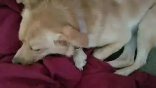 Dank Dog Whistles