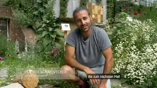 Wildbienen-Tipps 2: So fördern Sie mit Totholz einheimische Wildbienenarten