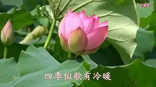 河上鄉荷花田