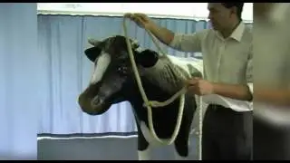 Applying a cow halter