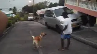 Dog trying to hump boy