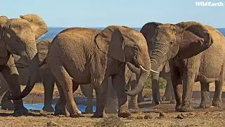 Elephant energy