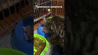 СМУГАСТИК, ПРИЯТНОГО АППЕТИТА #житомир #кошкииринышевчук #иринашевчуккотики #жизньскошками