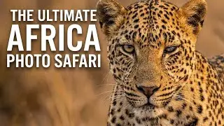 Breathtaking African Wildlife: The Ultimate 17-Minute Photo Safari