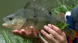 Fishing in Karelia.Perch .