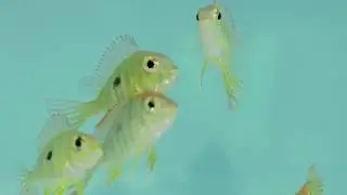 Exotic Fish Store Bucks County PA 267-263-2027 Aquarium Store Bucks County PA