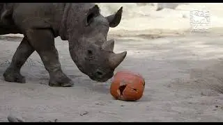 Black Rhinos Pumpkin Fun - Cincinnati Zoo